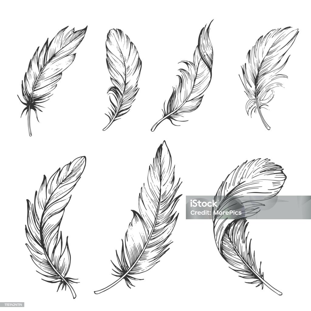 Set of bird feathers. Hand drawn illustration converted to vector. Outline with transparent background Feather stock vector