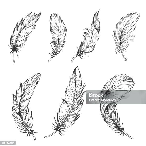 Set Of Bird Feathers Hand Drawn Illustration Converted To Vector Outline With Transparent Background Stock Illustration - Download Image Now