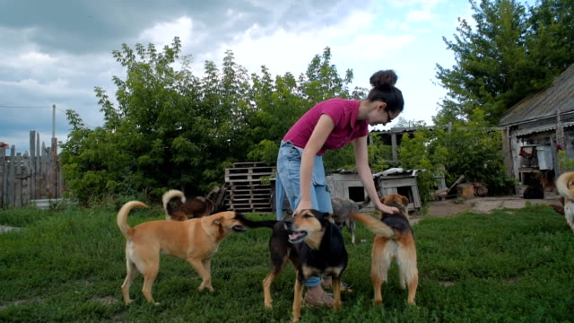 female volunteer in dog shelter playing with dogs