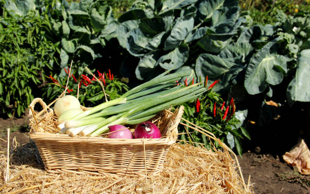 istock Fresh garden vegetables in a Wicker basket 1151428078
