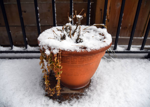 istock Potted plant covered in snow 1151428522