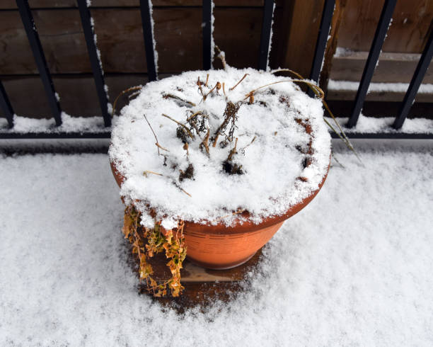 istock Potted plant covered in snow 1151428526