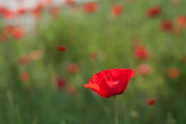 istock poppies in a meadow at spring 1151429079