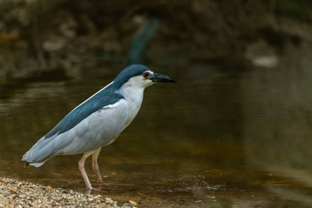 istock Black-crowned Night Heron wading in shallow water stream finding food 1151429161