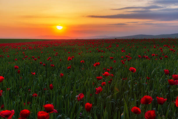 istock Spring flowering poppies on the field 1151432822