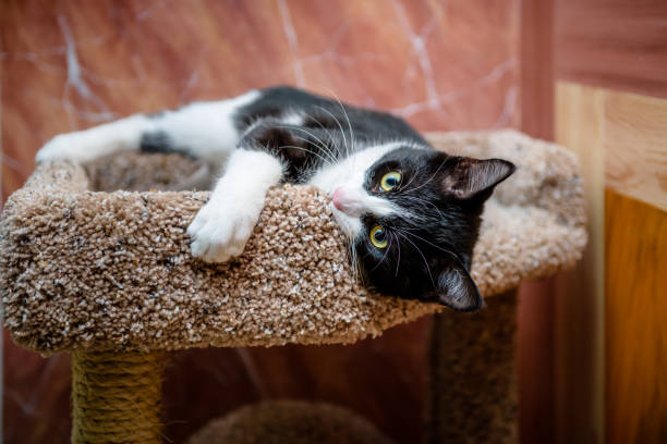 istock Exhausted kitty on top of his scratcher pole. 1151432973