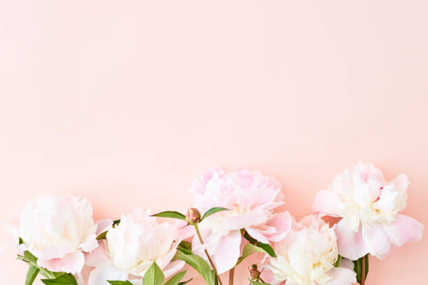 istock Flat lay pattern with light pink peonies on a pink background 1151433531