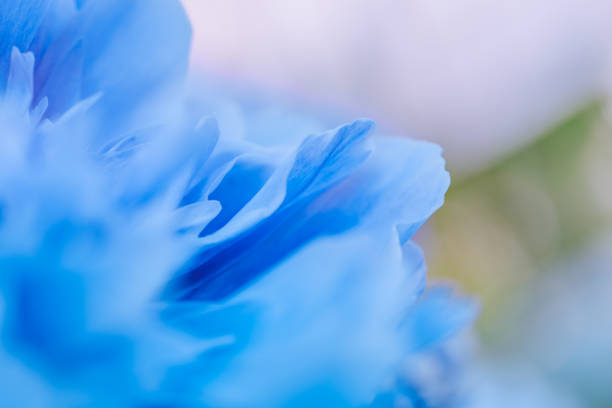 istock Blurred blue petals on a soft background. Unfocused abstract floral background 1151433542