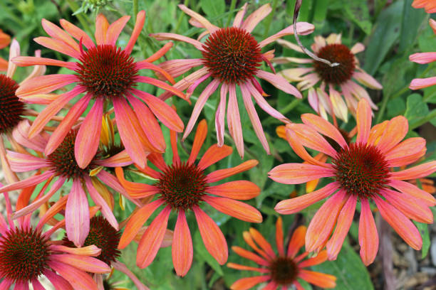 istock Coneflower orange flowers 1151436971