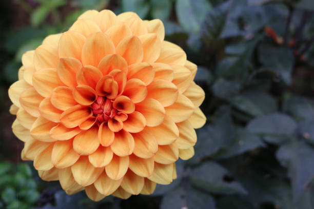 Orange Dahlia flower to the left of centre of the image with a blurred background of dark leaves and good copy space.