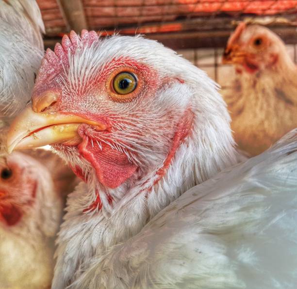 istock Broiler chicken looking at camera critically 1151437093