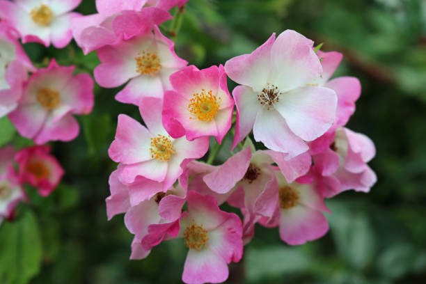 istock Pink and white roses 1151437194