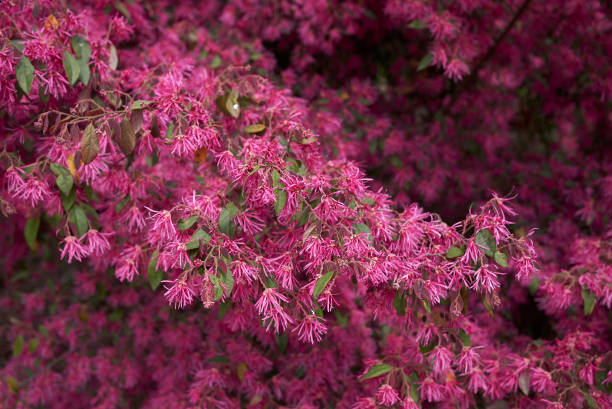 istock Loropetalum chinense rubrum 1151438130