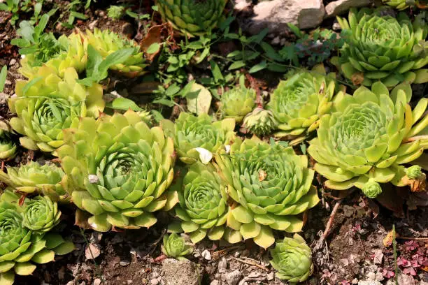 Common houseleek (Sempervivum tectorum) growing in the garden. Selective focus.
