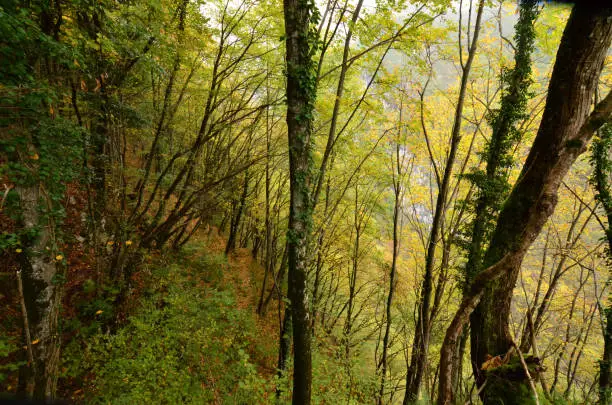 Beautiful vegetation in the steep woods in Italy