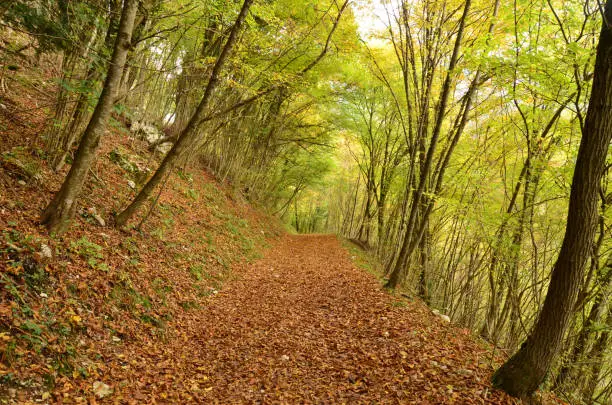 Beautiful hiking trails in Italy with leaves covering the floors