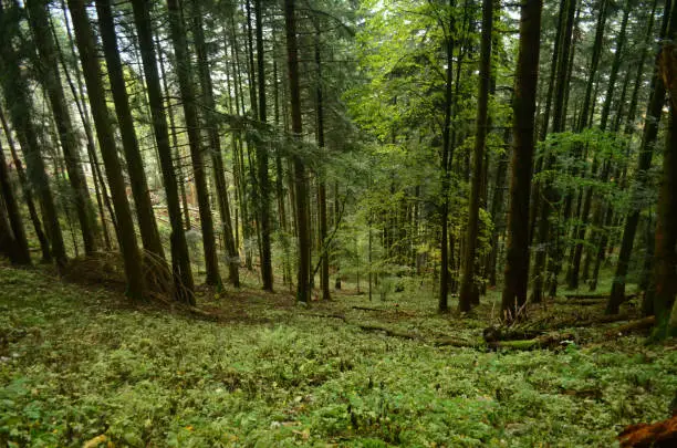 Elegant forest with large trees covering the forests