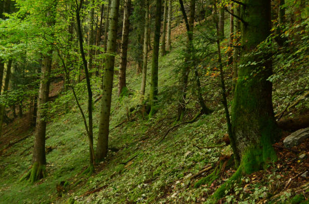 Pretty forest in Italy covered in lush vegetation