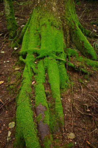 Pretty tree roots covered in green moss