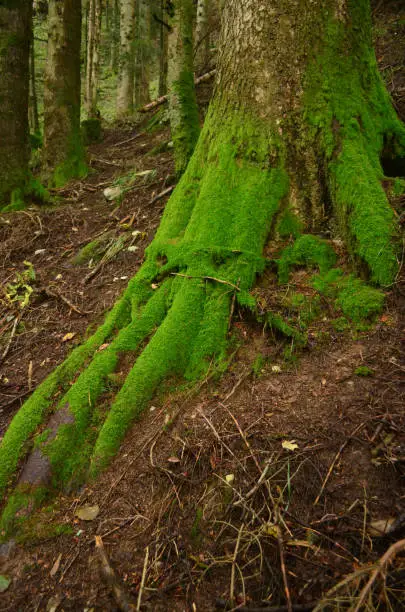 Thick green moss covering large tree roots