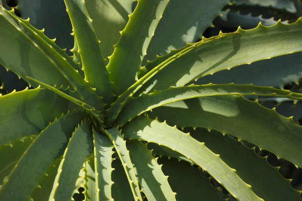 istock Aloe vera plant in botanical garden. 1151442003