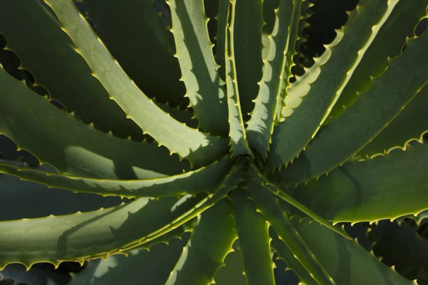 istock Aloe vera plant in botanical garden. 1151442016