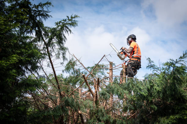 Lumberjack Tree surgeon Tree surgeon hanging from ropes in the crown of a tree using a chainsaw to cut branches down. The adult male is wearing full safety equipment. pruning gardening photos stock pictures, royalty-free photos & images