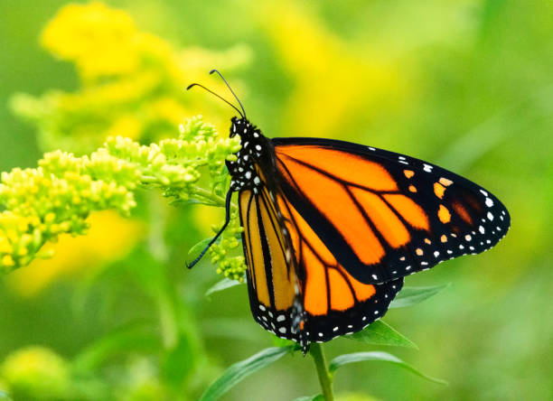 istock Monarch Butterfly (Danaus plexippus) on yellow flowers 1151444227