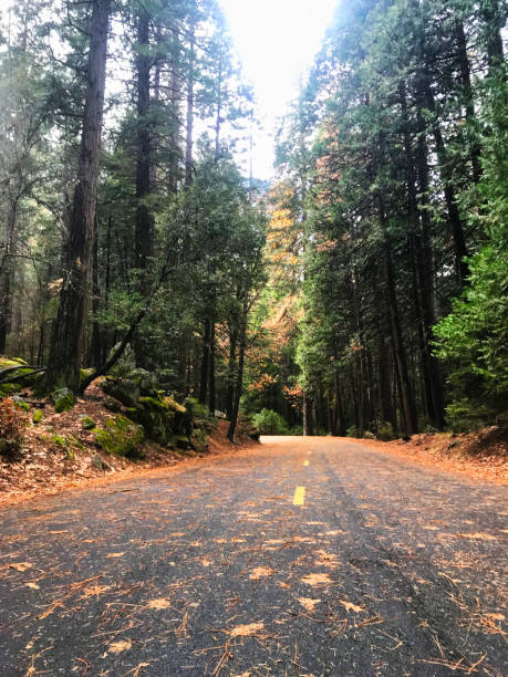 istock wild nature at yosemite natural park 1151444375