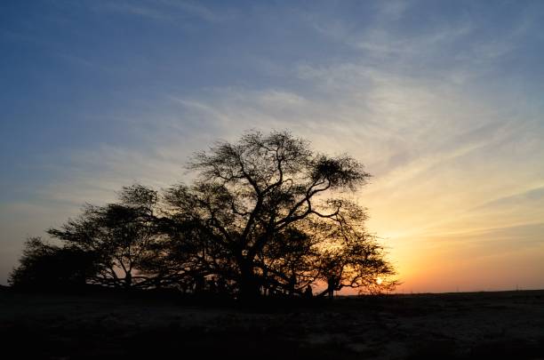 istock Bahrain Tree of Life 1151444764