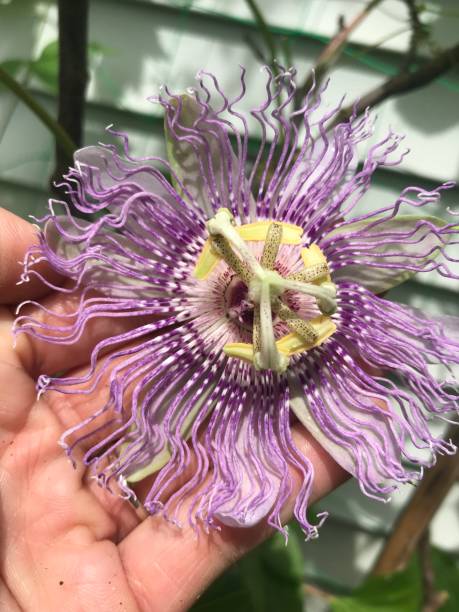 istock The amazing maypop 1151446296