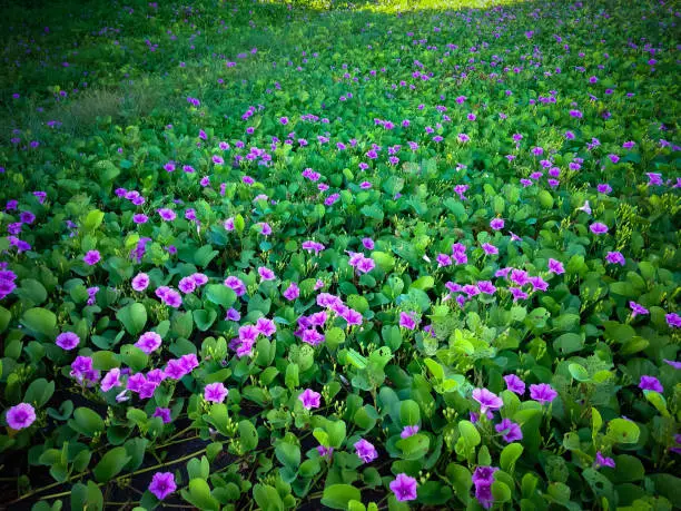 Beautiful Beach Morning Glory Flowers Or Bayhops Blooming In The Morning At The Seaside, North Bali, Indonesia