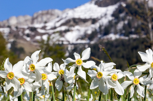 Wild narcissus flower (narcissus poeticus) with snow-capped Swiss Alps mountain