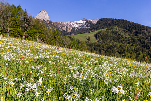 Blooming field with wild narcissus flower (narcissus poeticus) at the Swiss Alps