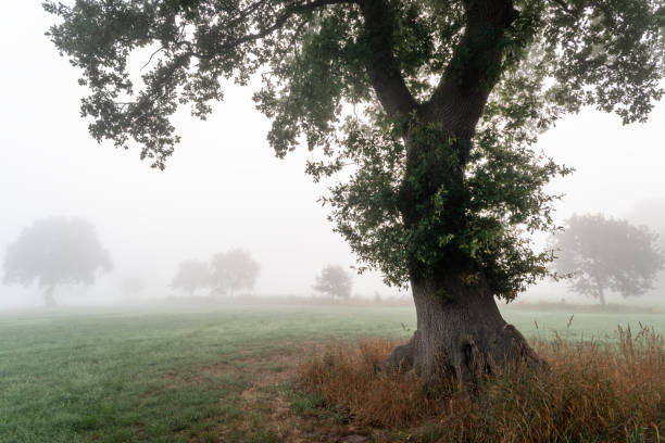 Oak trees in fog on agricultural field near Zetel, Friesland District, Lower Saxony, Germany, Europe.