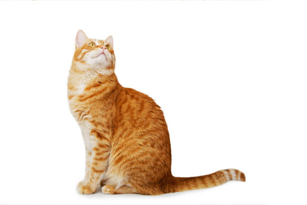 istock Red cat sits looking up. Isolated on white. 1151450681