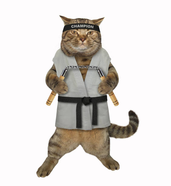 466 Funny Kung Fu Stock Photos, Pictures & Royalty-Free Images - iStock | Boxing 466 Funny Kung Fu Stock Photos, Pictures & Royalty-Free Images - iStock | Boxing