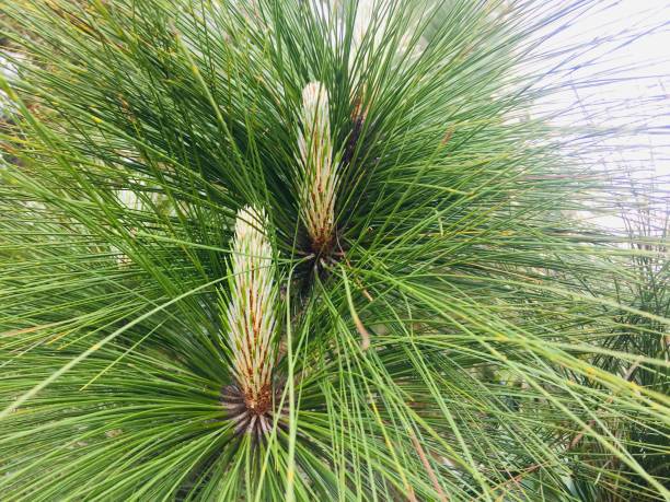 Green pine or pinus bunches stock photo