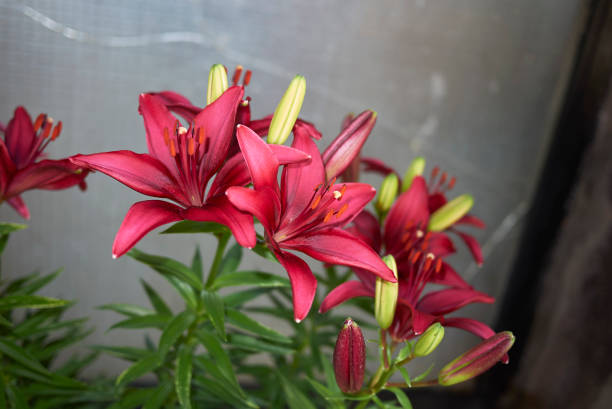 Lilium flowers in a flower pot