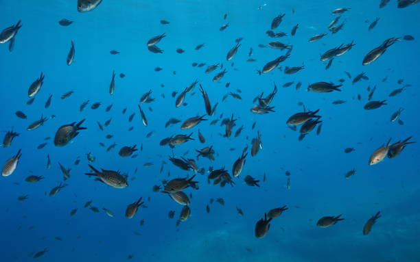 istock Shoal of fish Mediterranean damselfish Chromis 1151451878