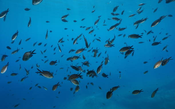 Shoal of fish Mediterranean damselfish Chromis A shoal of fish, damselfish Chromis chromis, underwater in the Mediterranean sea, Cote d'Azur, France chromis stock pictures, royalty-free photos & images