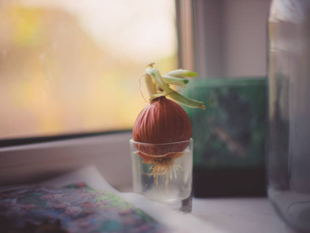 Bulb in a glass with water for seedlings