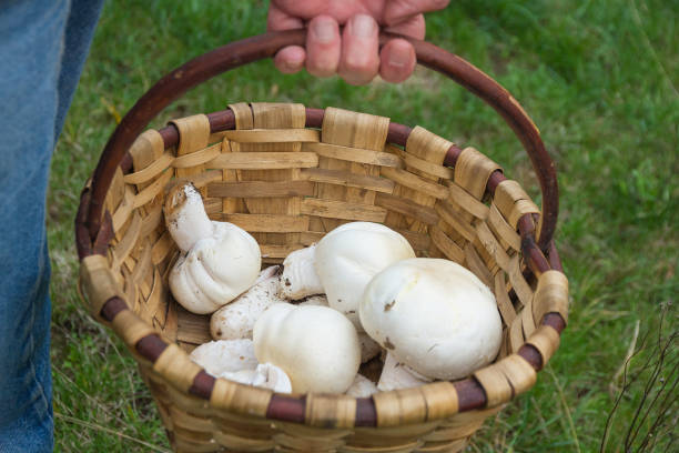 istock Basket in hand with mushrooms. 1151452496