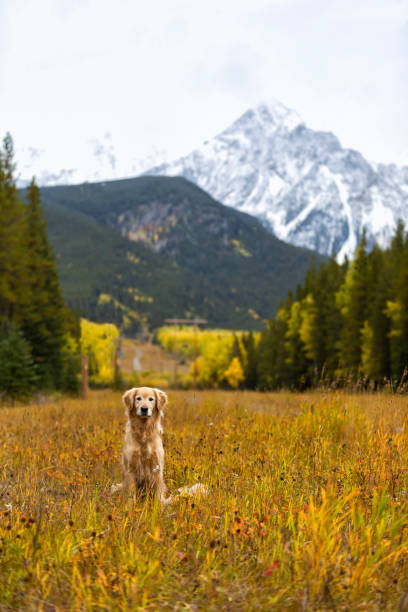 cão na pastagem - alberta canada animal autumn - fotografias e filmes do acervo
