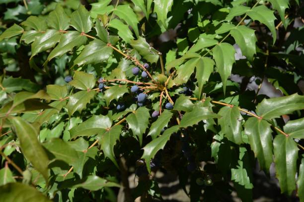 istock Japanese mahonia fruits 1151453714