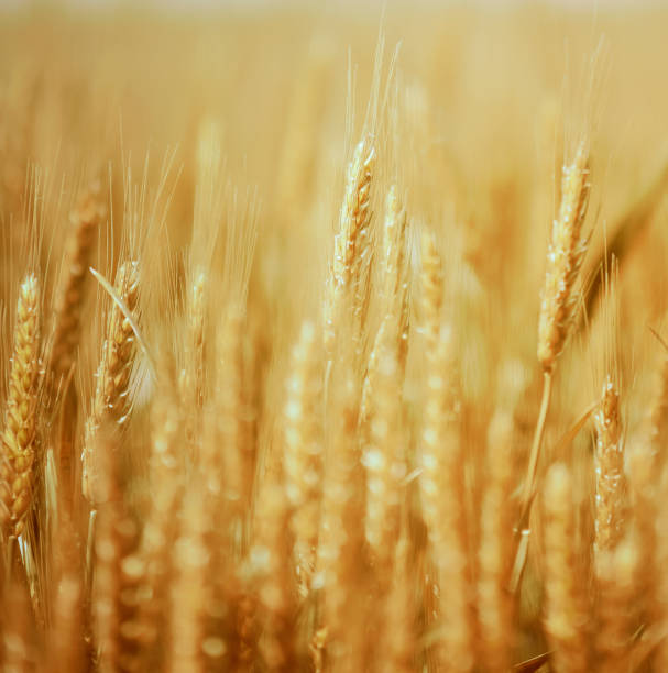 istock Golden wheat field and sunny day 1151455018