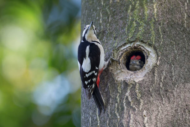 istock Great spotted woodpecker chick in nest (Dendrocopos major) 1151455389