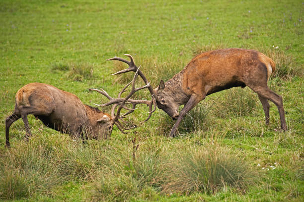 istock Red deer, cervus elaphus, fight during the rut. 1151456300