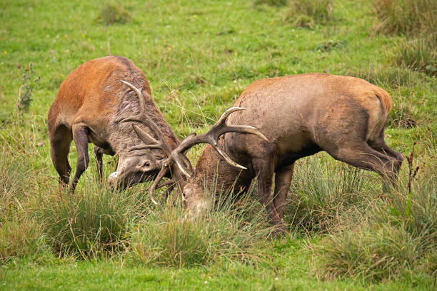 istock Red deer, cervus elaphus, fight during the rut. 1151456337