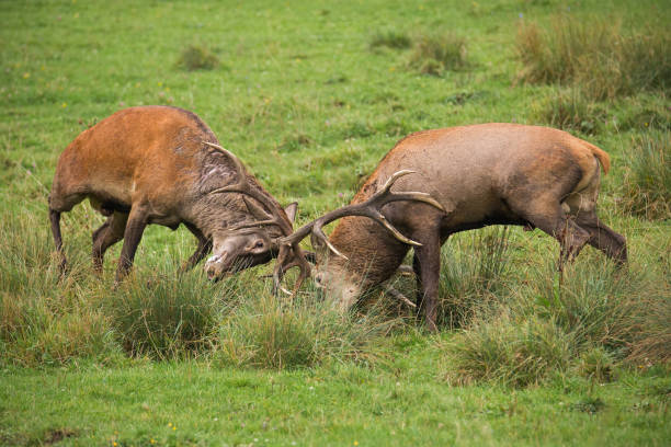 istock Red deer, cervus elaphus, fight during the rut. 1151456354